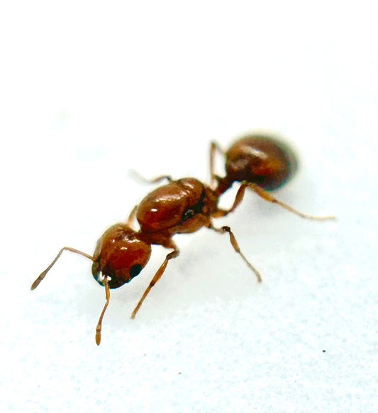 Solenopsis Geminata (Tropical Fire Ant)