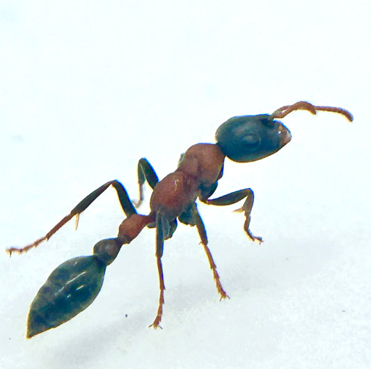 Tetraponera Rufonigra (Arboreal Bicoloured Ant)